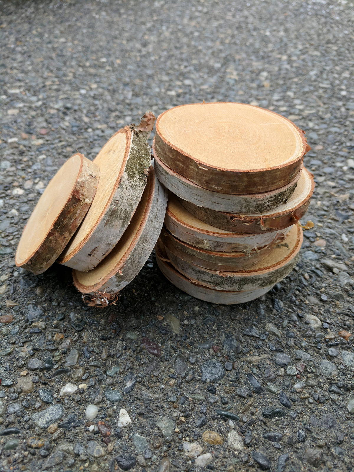 Birch Log Slices - Set of 10 or 20 - Oven Dried