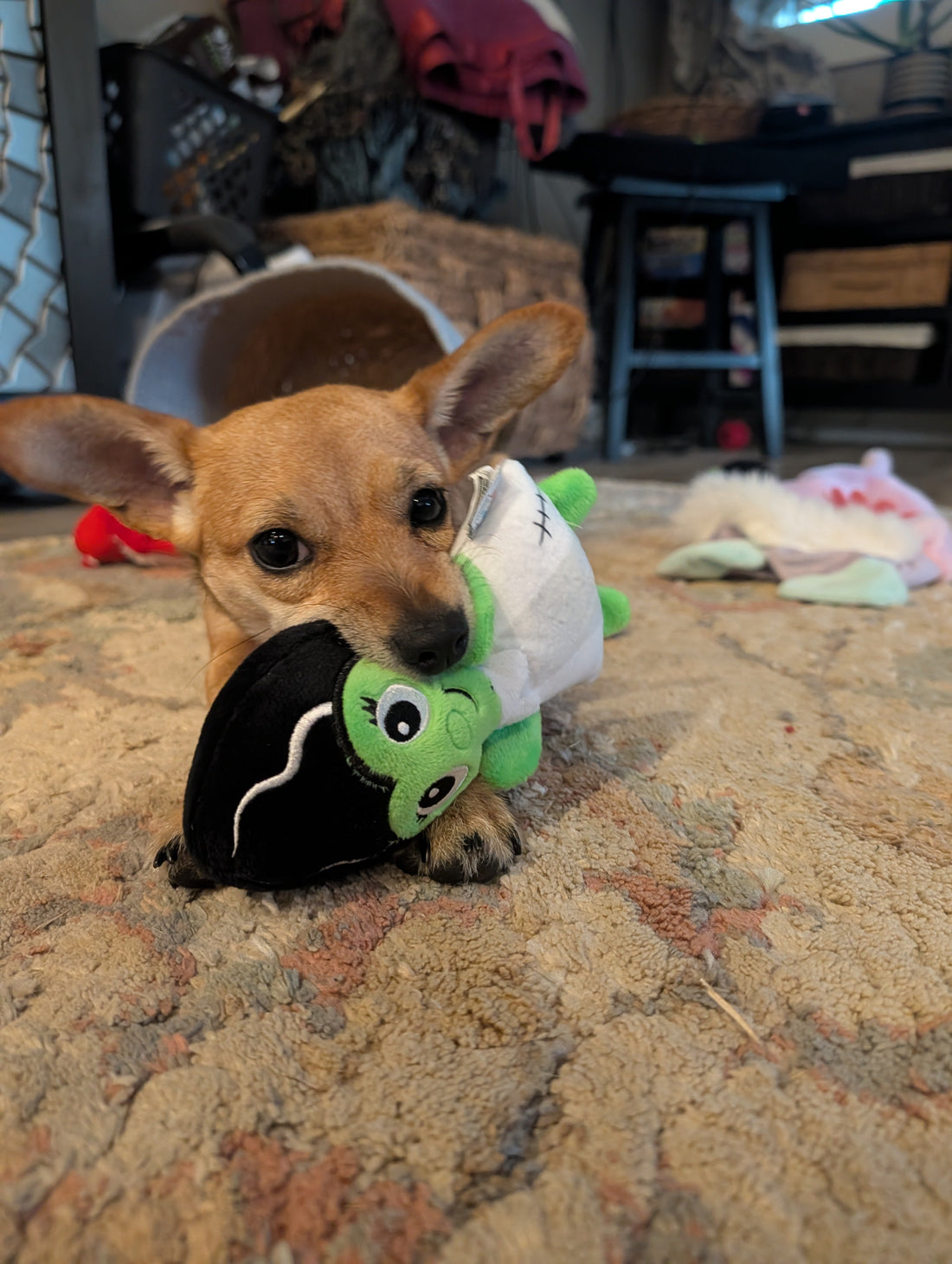 Chippy the dog. He is a chihuahua terrier dachshund mix, and is super cute and has big ears. He has a dog toy in his mouth. He represents Hayes Street Candle Company proudly.