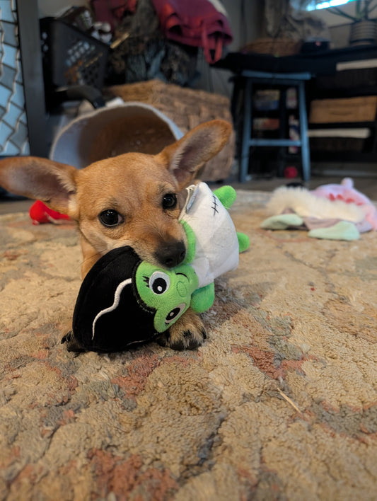 Chippy the dog. He is a chihuahua terrier dachshund mix, and is super cute and has big ears. He has a dog toy in his mouth. He represents Hayes Street Candle Company proudly.