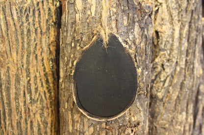 Close-up of a black chalkboard ornament on a tree trunk